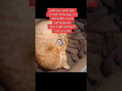 #اكسبلور #توماس #شيلبي