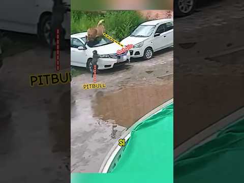 este pitbull se metió con el caballo equivocado #pitbull #caballos