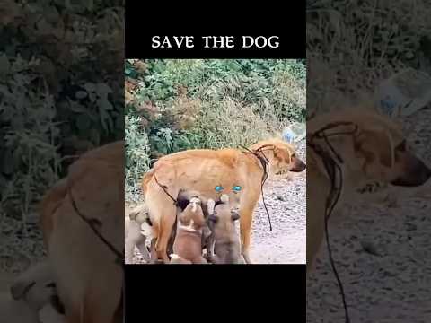 Poor starving stray dogs #shorts #dogrescue #doglife #dog #doglover