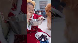Dog: I’ve never had such a troublesome cherry in my life狗狗：这辈子没吃过这么费劲的车厘子，进口的就是香！ #goldenretriever