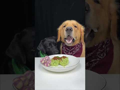 The Golden Vacuum Cleaner is Back. Labrador and Golden. Cute Pet Debut Plan