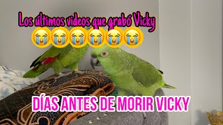 Loro trata mal a su mamá/loro llorando por que lo bañaron#loros #talkingparot #parrot #birds #pets