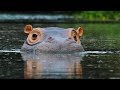 Hippo Behavior and Ecology