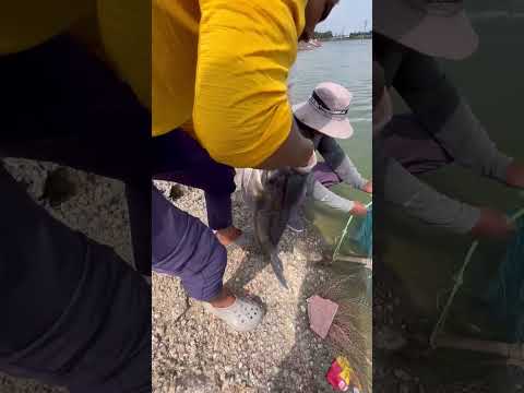 Big Katla fish catch #short #fishing #shortvideo