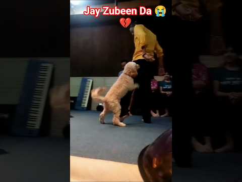 Jay Zubeen Da 😭😭😭🙏 dog video #pets #dog #animals