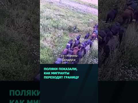 Польские пограничники показали, как мигранты пытаются перебраться через границу  #беларусь #новости