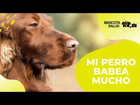 Naufragio Hizo un contrato pantalla Mi perro babea mucho, ¿Es preocupante? | Mascota y Salud