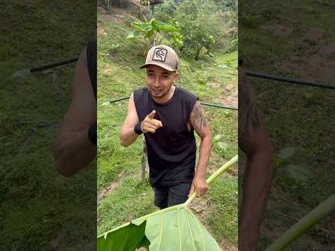 Nuevo proyecto del campo