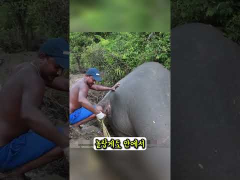 3000kg 코끼리를 부검하자 갑자기 폭발한 이유