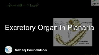 Excretory Organ in Planaria