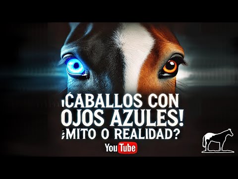 Ojos Zarcos En Los Caballos ¿Que Son? 🐴-Del Cerro Soy