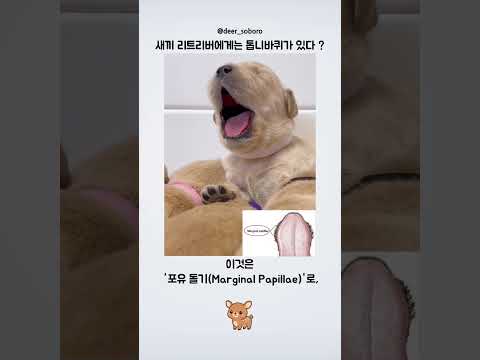 새끼 리트리버에게는 톱니바퀴가 있다?