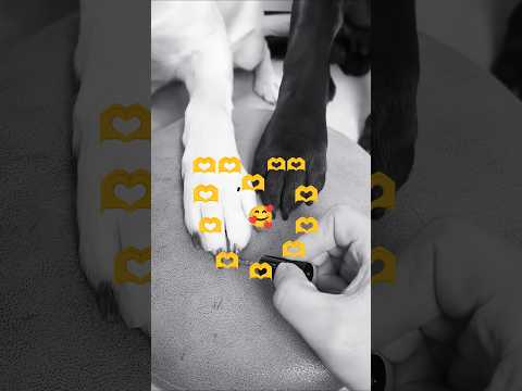 Amo🫶 #pets #cachorrosfofos #shortsviral #youtubeshorts #amor  #animaisengraçados  #adoçãodeanimais