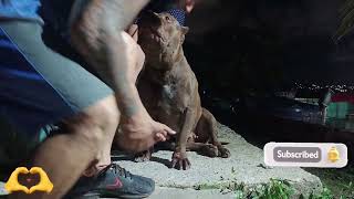American Dog 🔥 #pitmonsters