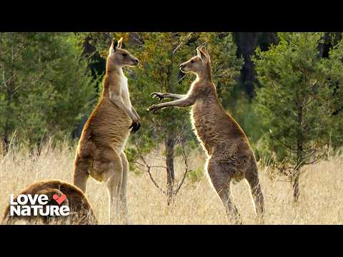 Inside The Kangaroo Kingdom | Secret Life of the Kangaroo 103