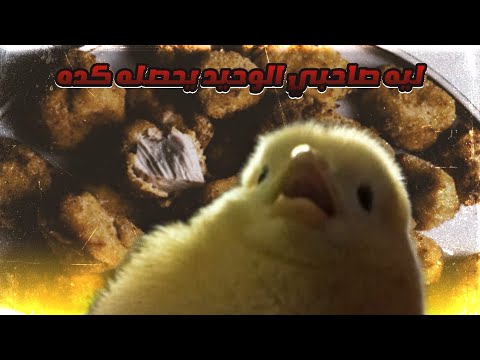 قصة صديقي الصدوق انتهى قبل ما ينطبخ!!؟