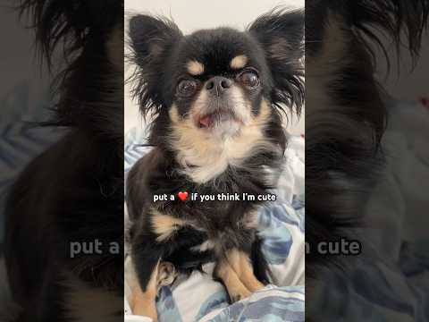 which? ❤️💛💙#dog#chihuahua#shorts#shortsvideo#youtube#youtubeshorts#viral#trending#cutepet#cute#pet