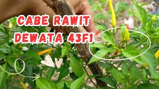 Tanpa perawatan khusus Cabe rawit dewata 43f1 di dalam polibeg berbuah lebat