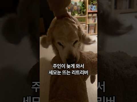 주인이 늦게와서 세모눈 뜨는 리트리버