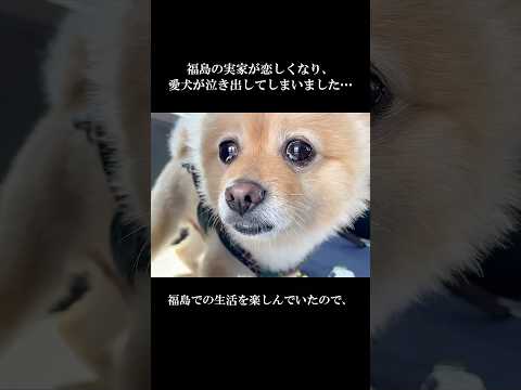 福島の実家が恋しくなり、愛犬が泣き出してしまいました… #shorts