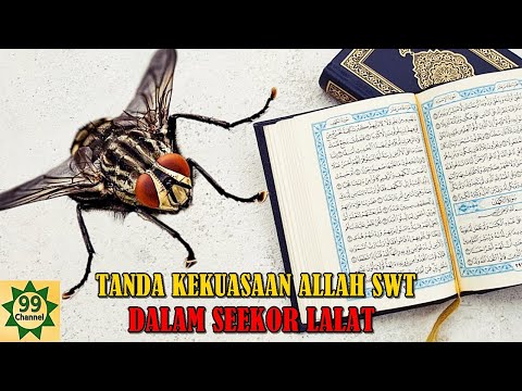 LALAT INI ADALAH BUKTI KEKUASAN ALLAH SWT DALAM AL-QURAN