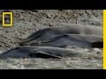 Bottlenose Dolphins and Their Hunting Techniques