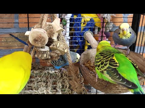 happy budgie sounds