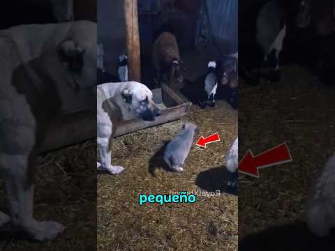 estos kangal les dan una lección a una oveja #kangal #perros