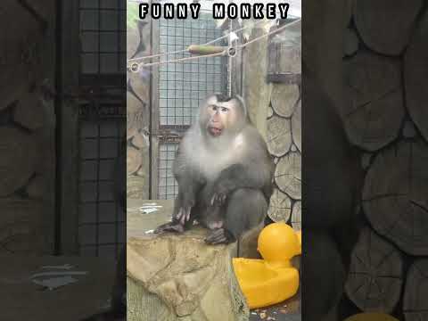 Funny monkey #funny #bgm #monkey #funnymonkey funny #happy #interesting