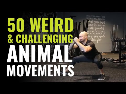 17 Minute Animal moves workout pdf for Back