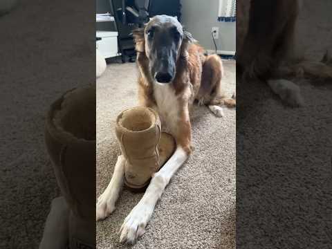 if the snoot fits # #borzoi #meme #snoot