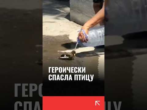 Спасли птицу от жары в Узбекистане #новостиузбекистана