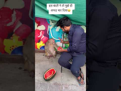 इस बंदरी ने तो मुझे ही थप्पड़ मार दिया🥲 #monkey #animals #bejubaan #emotional #doglover #funny