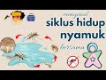 Kuis Siklus Hidup Nyamuk