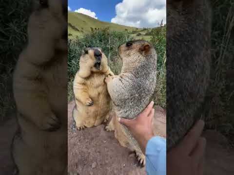 Prairie dog is cute bobak marmot wild animals capybara