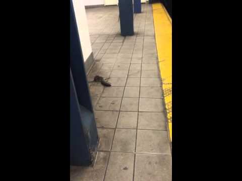 NYC's #PizzaRat Is Back -- And He Brought A Friend For Dinner! But Is It A Rescue Or CANNIBALISM??