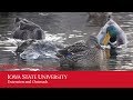 Iowa Wildlife and Natural Resources