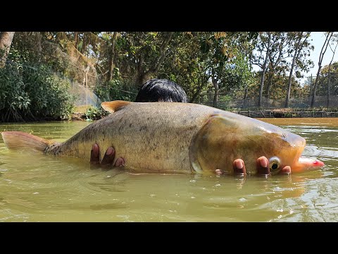 World's Best Cast Net Fishing In Pond  #fish #bigfish #fishing