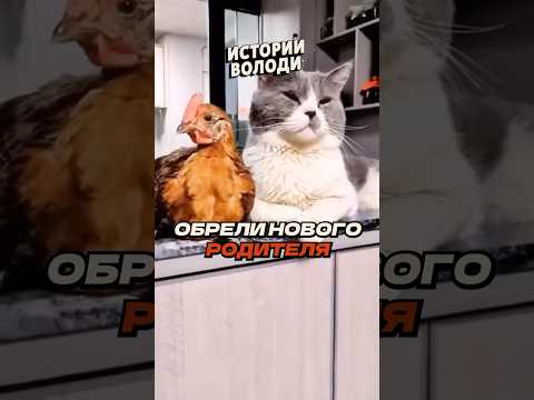 Новый РОДИТЕЛЬ 🐔