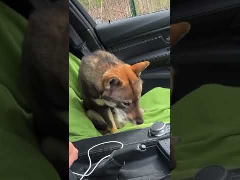 Inoxtag fixe les règles à Ace dans sa BMW #inoxtag #ace #bmw #humour