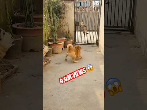 Dog, Chicken, and Fox Showdown in Backyard โ Unexpected Ending! #shorts #shortvideo #shortviral