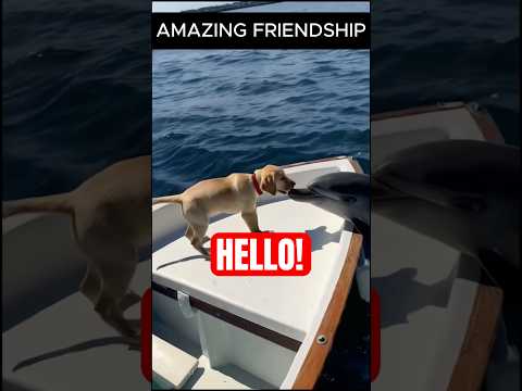 Amazing Friendship Between A Dolphin And A Labrador