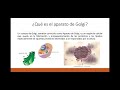 Cuestionario sobre el Aparato de Golgi