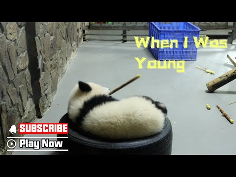 Old Footage Of Baby Panda Chengdu Egg Pancake | iPanda