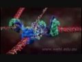 Exploring the Process of DNA Replication