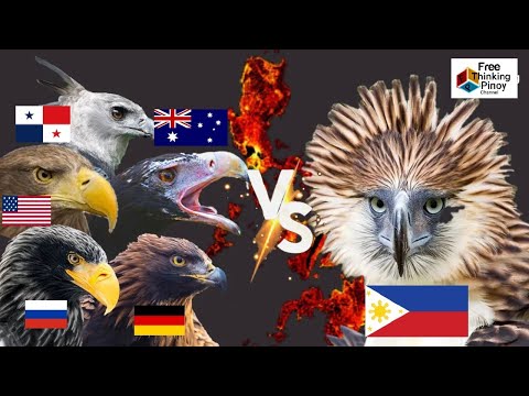 PHILIPPINE EAGLE VS GOLDEN EAGLE | TOP 5 LARGEST EAGLE