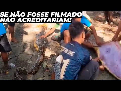 Agricultor é engolido por cobra de 8 metros em lavoura