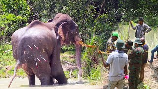 Healing giants : Wildlife Heroes Save Injured Majestic Elephant with Compassionate care #wildlife