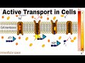 Active Transport and Cell Processes