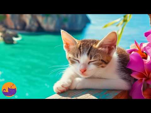 CAT MUSIC - Calming Handcrafted Lullabies Designed by Experts 🎼🐱